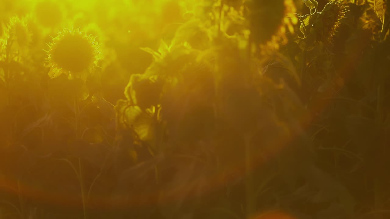 아침  ⁇ 빛의 노란색 안개에 있는  ⁇ 꽃