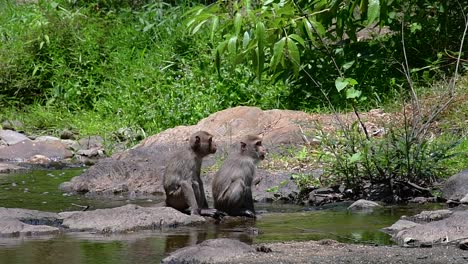 Los-Macacos-De-Cola-Larga-Son-Los-Monos-Más-Fáciles-De-Encontrar-En-Tailandia,-Ya-Que-Están-Presentes-En-Complejos-De-Templos,-Parques-Nacionales-E-Incluso-Pueblos-Y-Ciudades