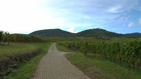 Wunderschöne-Weinberge-Am-Stadtrand-Von-Colmar-In-Ostfrankreich