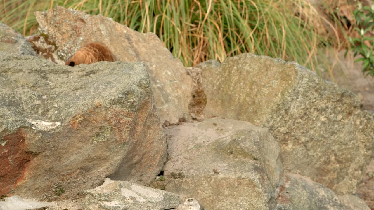 미어캣은 샷에서 벗어나기 전에 위험을 주시하는 바위에 앉아 있습니다.