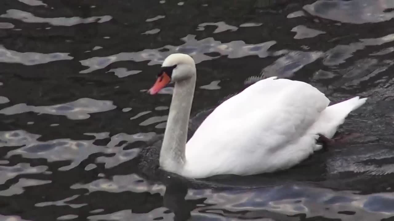 nado del cisne 5 segundos 50 fps hd 00329.mp4