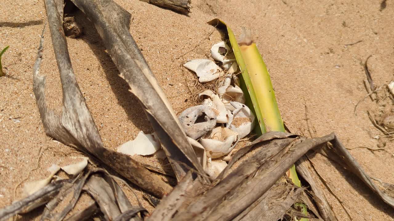 Closeup of hatched turtle egg shells on beach after baby hatchling turtles have left for the ocean in Sri Lanka