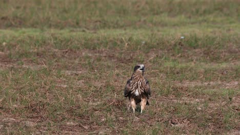 Mouth-open-while-panting-as-others-flyby,-Black-eared-Kite-Milvus-lineatus-Pak-Pli,-Nakhon-Nayok,-Thailand