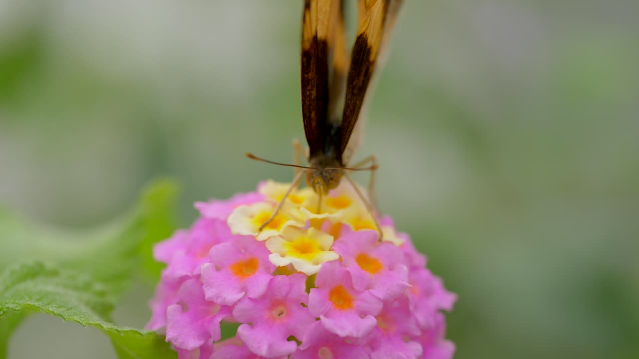 Scatto macro di una farfalla monarca che raccoglie il nettare di un fiore nella natura selvaggia del Nord America e della Nuova Zelanda.