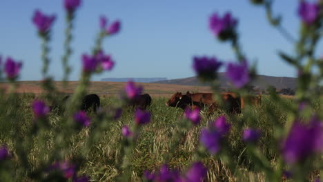 wide pulled focus shot through purple flowers of free range cows grazing in a lush green livestock farm field