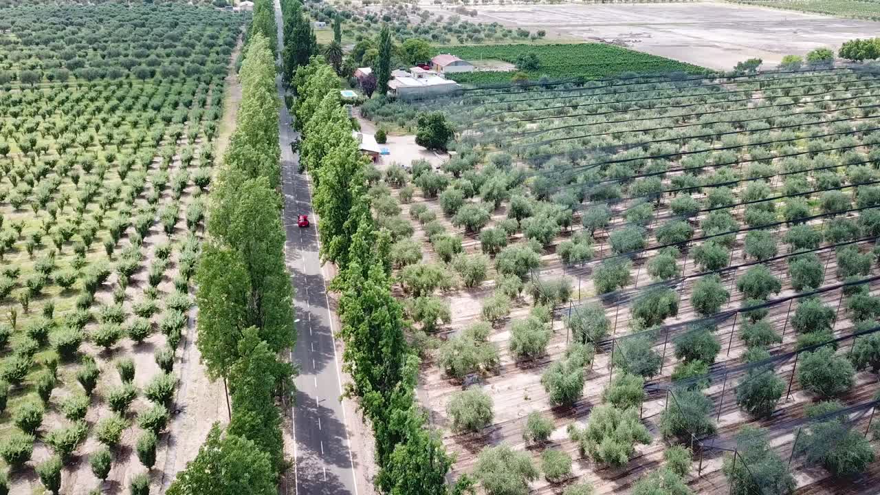 Aerial View of Car in Countryside Road Bewteen Oilve Plantation Fields. Idyllic Scenery From Mendoza Wine Region, Argentina