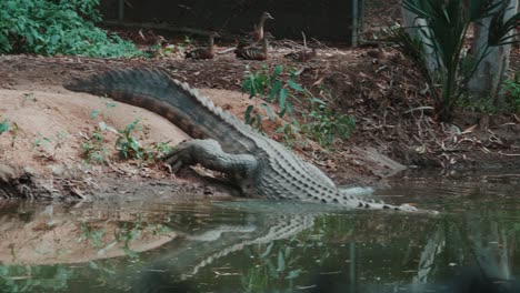 a crocodile goes for a swim