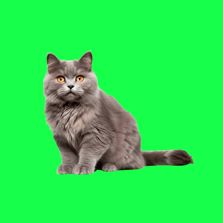 Grey British Shorthair Cat Sitting on Green Screen Background | Premium ...