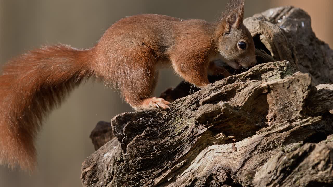 Squirrel climbing on tree stump, captured in super slow motion in a forest in Zeeland