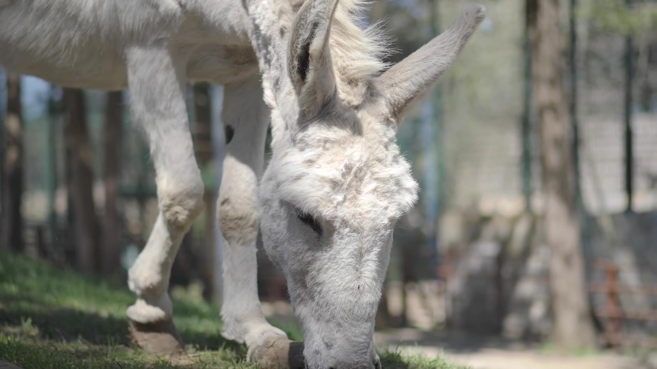 Primo piano di un asino bianco che pascola sull'erba verde