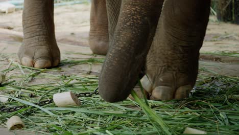 full grown elephant foot chained to the floor