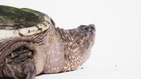 Side-profile-snapping-turtle-on-white-background