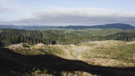 Clearcutting-creating-open-field-in-natural-woodland,-human-impact-on-nature,-aerial