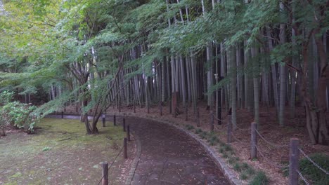 entrances to buddhist temples in japan usually have a very special and beautiful landscaping design, in this case a bamboo corridor at the main entrance to toenji temple in tokyo.
