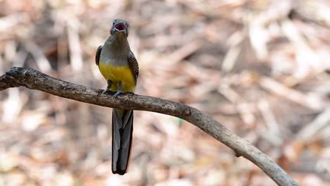 el trogón de pecho naranja es un ave confiada de tamaño mediano que se encuentra en tailandia