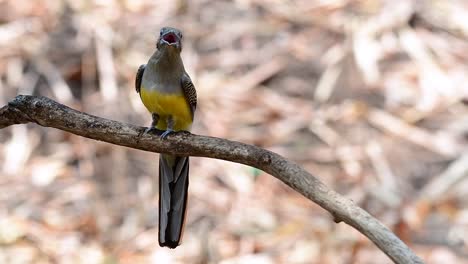 the orange-breasted trogon is a confiding medium size bird found in thailand