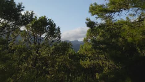 vista del bosque avanzando entre los árboles para revelar las montañas