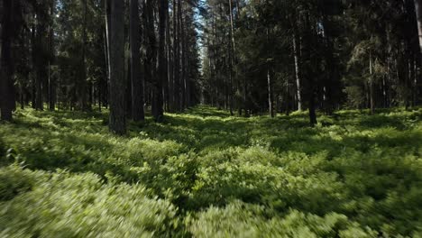 flying low through lush pine forest in warmia, poland - drone shot