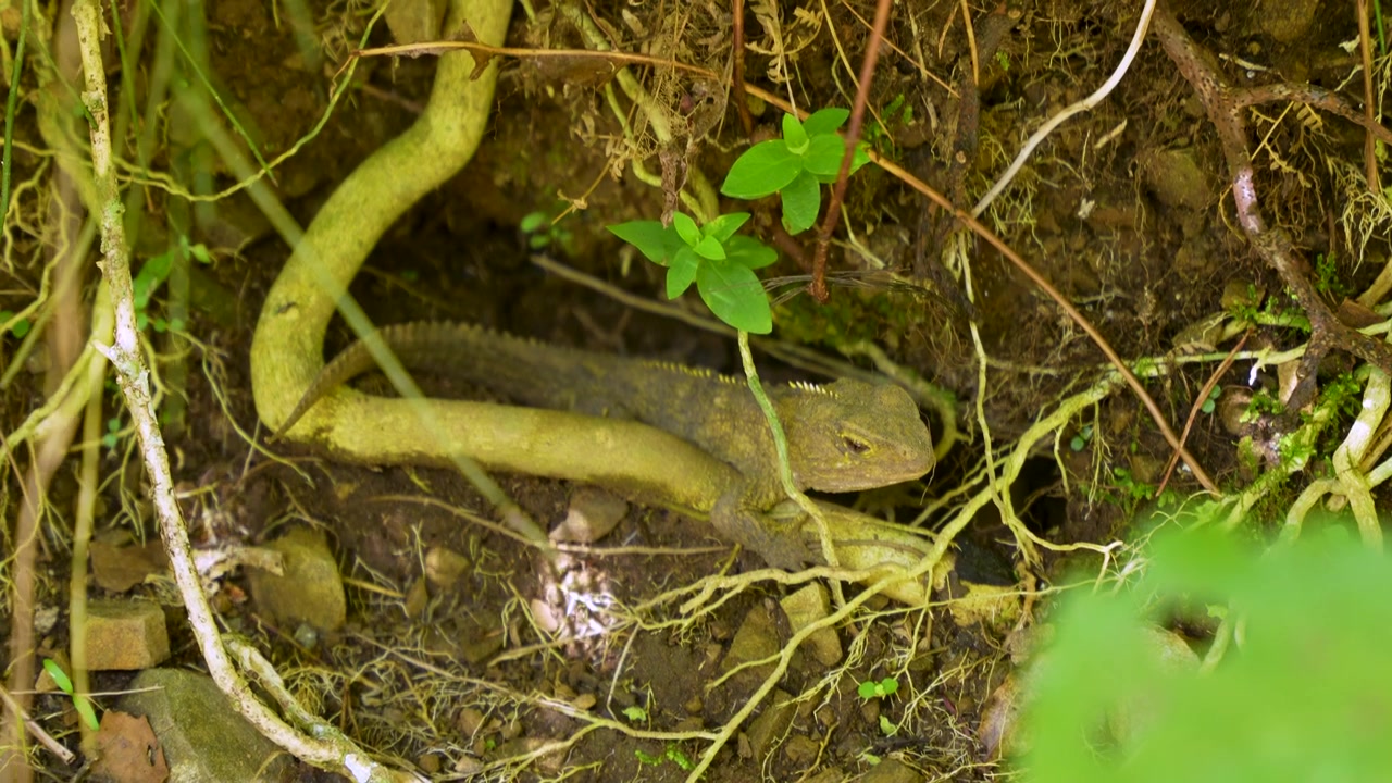 A rare native New Zealand tuatara reptile rests on dirt under twisted tree roots and green plants.