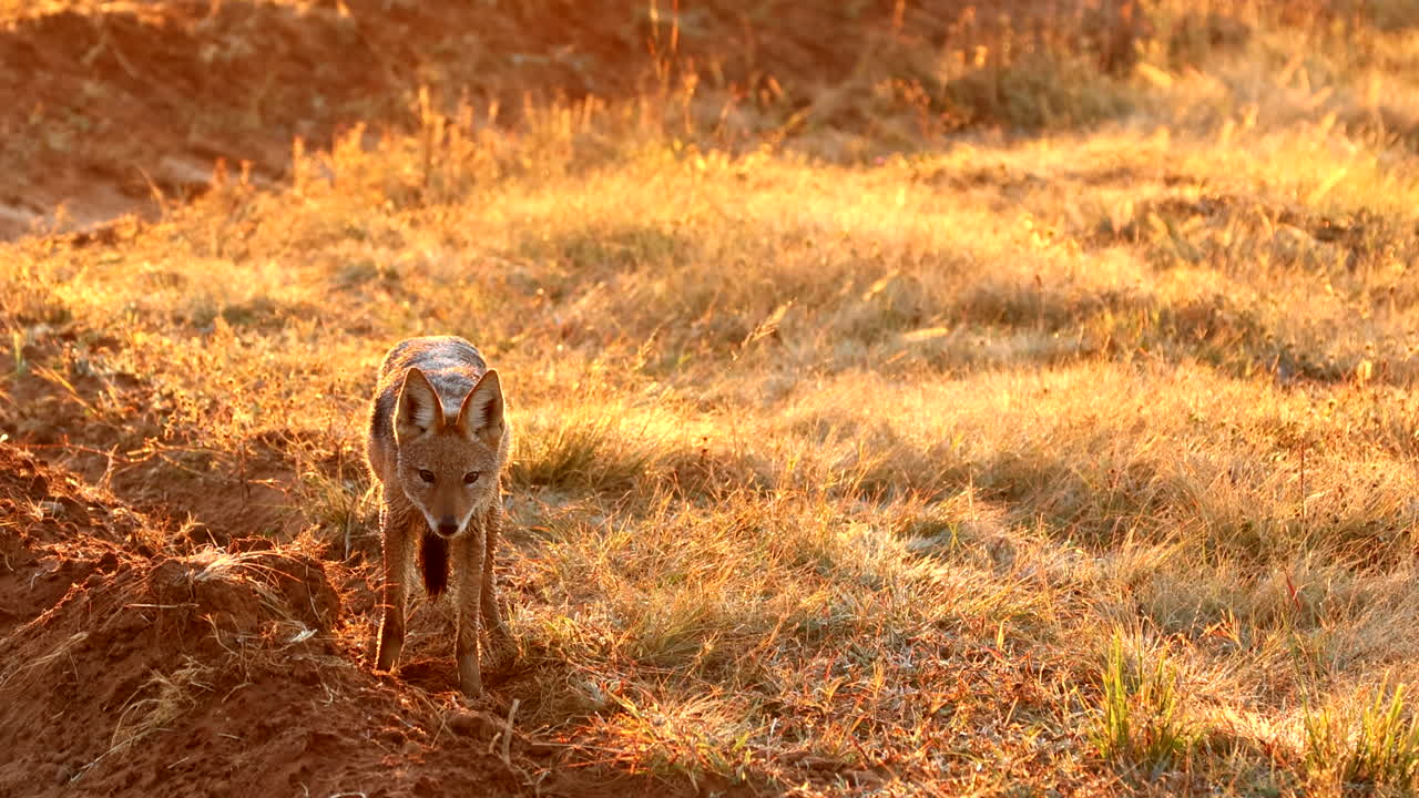 Golden sunrise light backlighting black-backed jackal as it gets startled