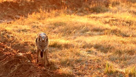 golden sunrise light backlighting black-backed jackal as it gets startled