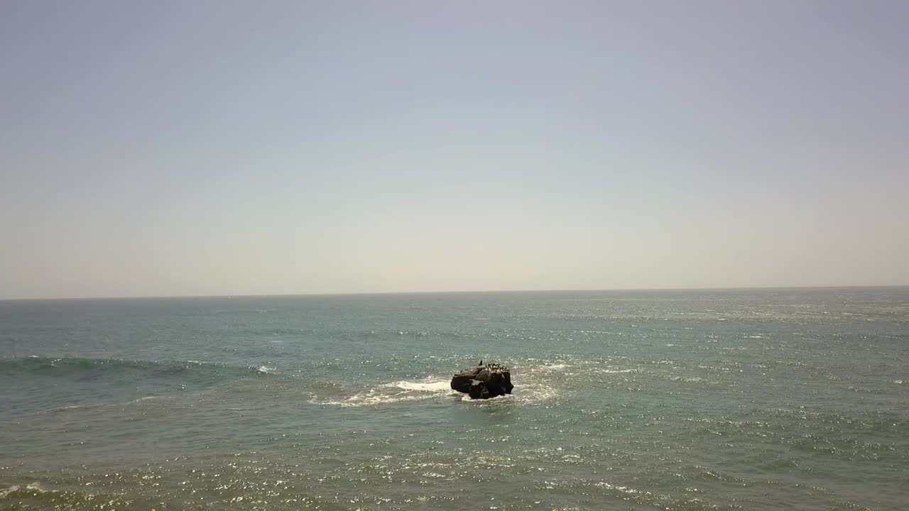 슬로우 모션 물개, 바위에 앉아 있는 새, 노란색 서프보드