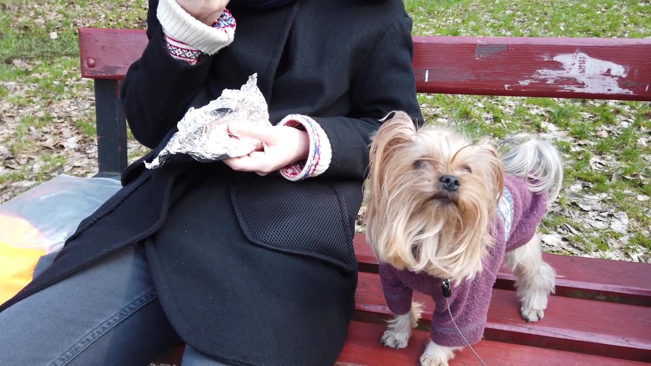 散歩中のヨークシャーテリア。公園でサンドイッチを食べる少女。