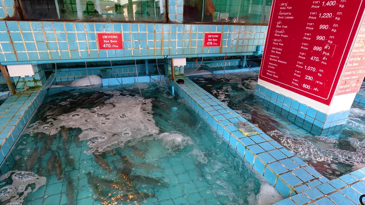 Aquatic tanks with live fish in a Chonburi restaurant. Bright lighting highlights the clear water and tiled environment