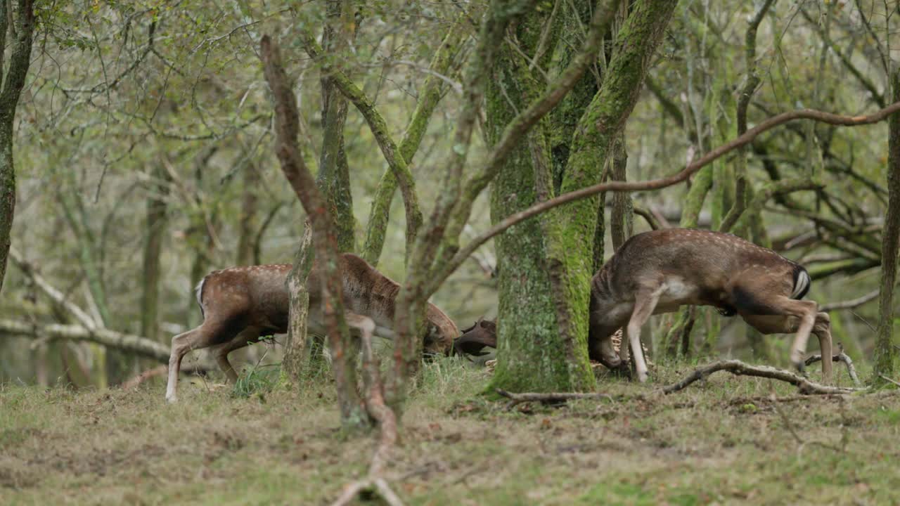 Two Stags in Autumn Forest