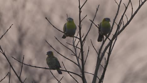 Paloma-Verde-De-Patas-Amarillas-En-Nepal