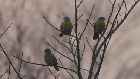 paloma verde de patas amarillas en el nepal