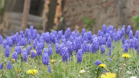 blue grape hyacinth flowers blossom on springtime