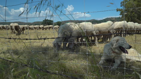 White-sheepdog-shitting-keeping-guard-over-his-heard-of-sheep-on-a-farm-in-Northern-California-on-a-warm-breezy-day