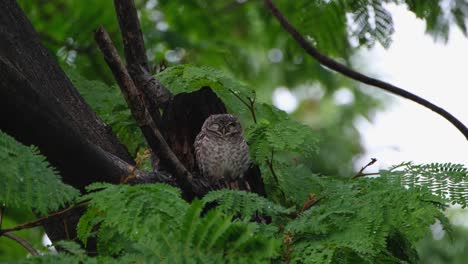 el búho tranquilamente encaramado en un árbol y abriendo gradualmente su ojo izquierdo, el búho manchado athene brama