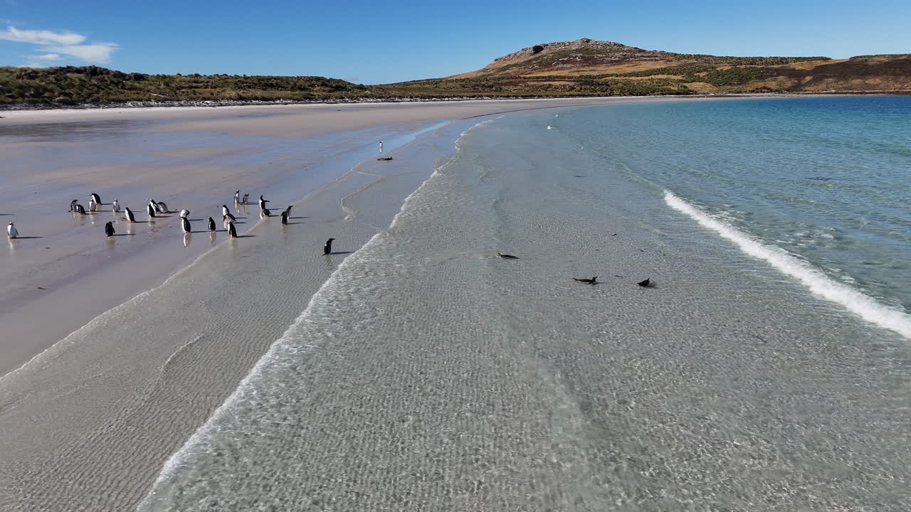 Luftopptak av bøylepingviner langs sandkystlinjen med naturlig landskap på Carcass Island, Falklandsøyene