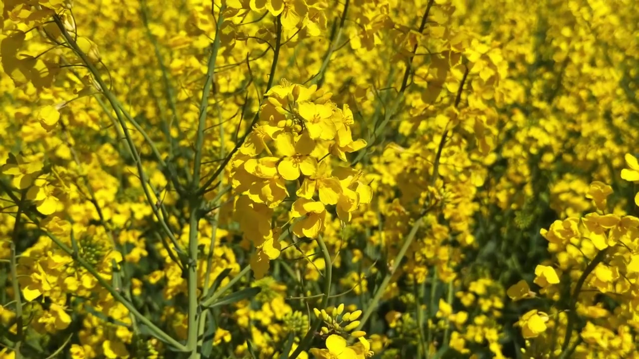 Ekstremt nærbillede af en klynge levende gule rapsblomster, der blomstrer på en mark på en solrig dag.