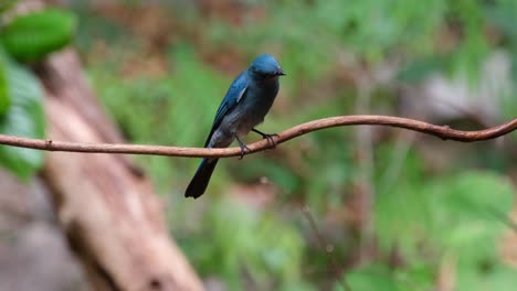 mirando a su alrededor y por debajo mientras se alza en una vid, verditer flycatcher eumyias thalassinus hembra, tailandia
