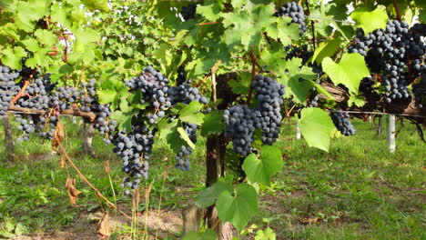 uva roja madura lista para la cosecha en el campo de viñedos agrícolas