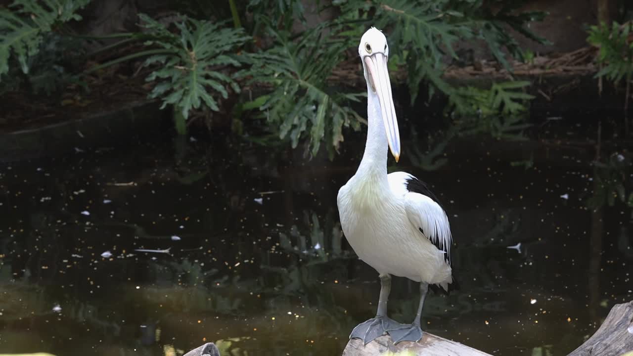 Pelicans Standing on Logs Above Pond in Tropical Wildlife Habitat