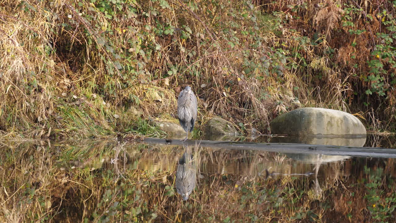 gran garza azul de pie sobre un tronco en el agua de cristal vuela en cámara lenta