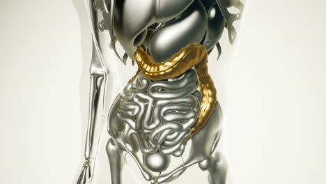 human colon model with all organs