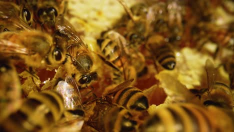 primer plano de abejas en un panal