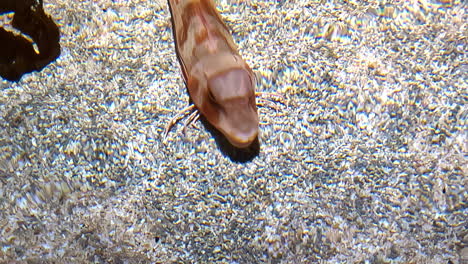 fish rests in shallow water with textured sunlight reflecting through stream bottom, top