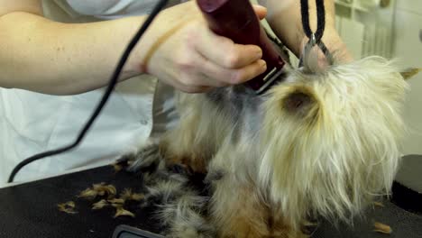 dog in pet grooming salon