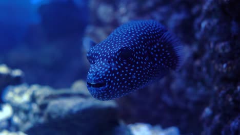 Arothron-meleagris,-commonly-known-as-the-guineafowl-puffer-or-golden-puffer,