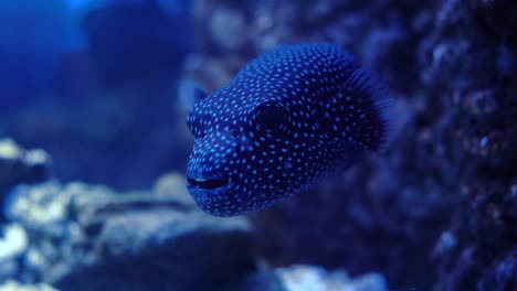 arothron meleagris, commonly known as the guineafowl puffer or golden puffer,