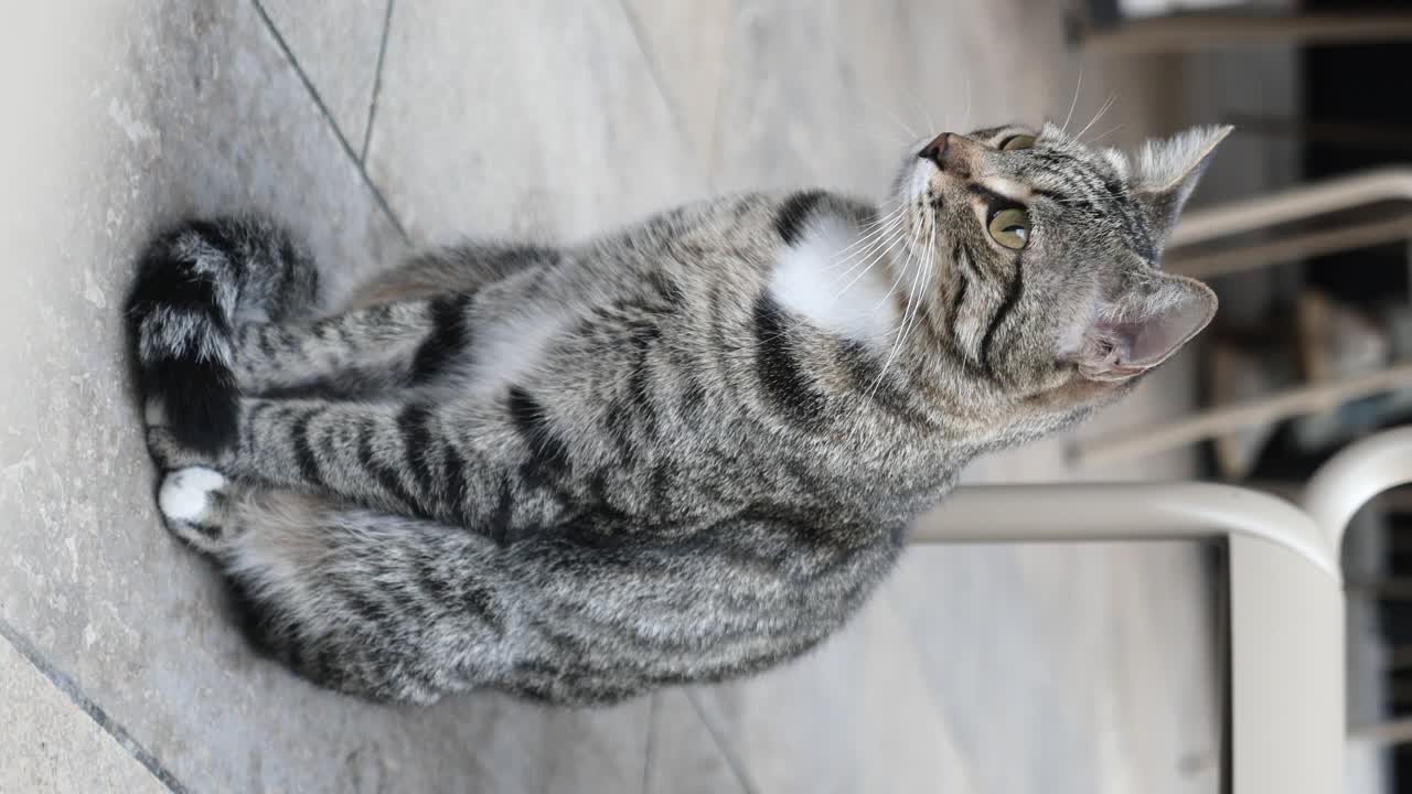 gato tabby gris sentado al aire libre