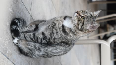 gray tabby cat sitting outdoors