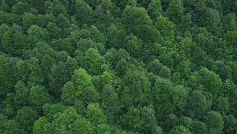 green trees in forest