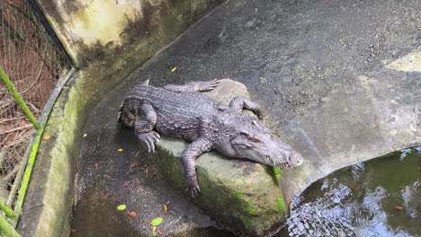 cocodrilo descansando en una roca en un recinto del zoológico